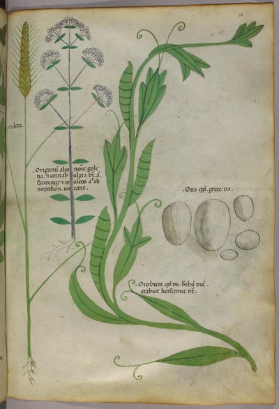 Ilustración botánica, c.1440 (tinta y color sobre vitela) de Italian School