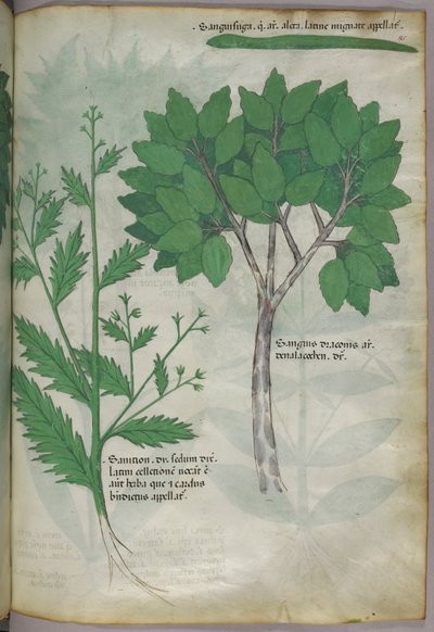 Ilustración botánica, c.1440 (tinta y color sobre vitela) de Italian School