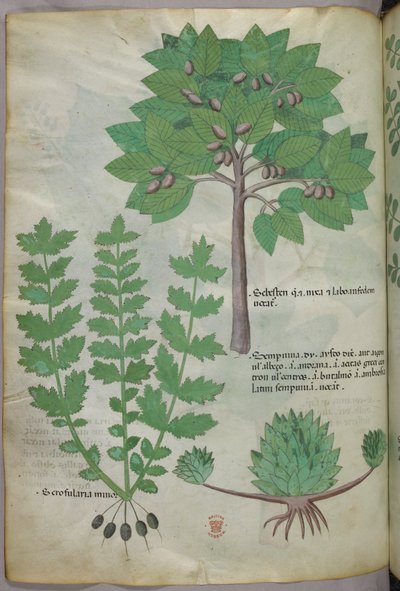 Ilustración botánica, c.1440 (tinta y color sobre vitela) de Italian School