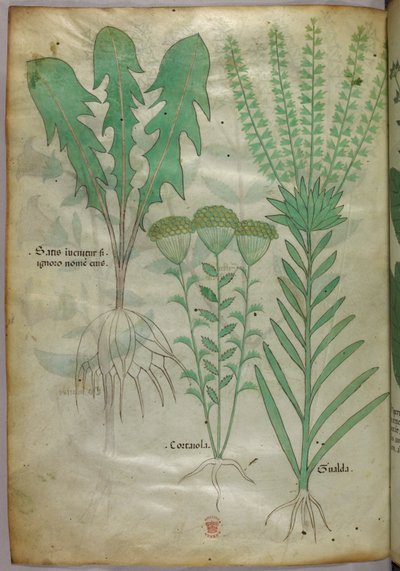 Ilustración botánica, c.1440 (tinta y color sobre vitela) de Italian School