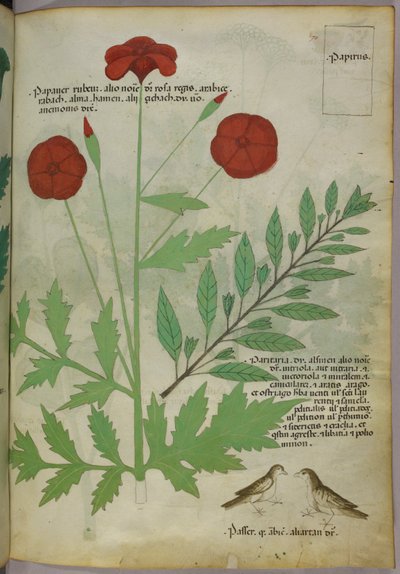 Ilustración botánica, c.1440 (tinta y color sobre vitela) de Italian School