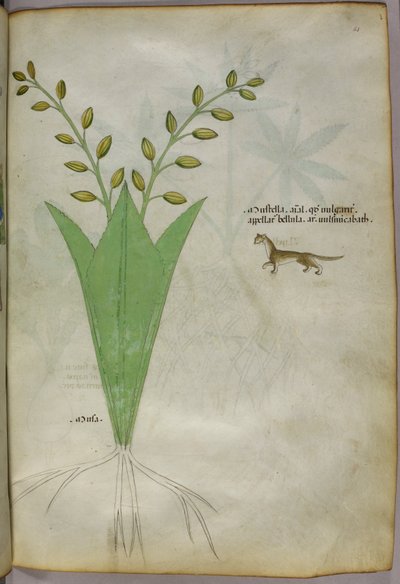 Ilustración botánica, c.1440 (tinta y color sobre vitela) de Italian School