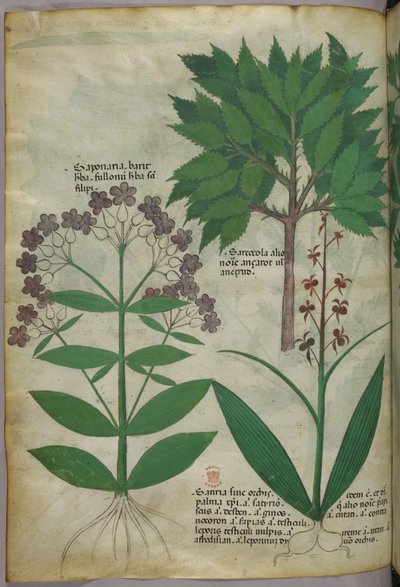 Ilustración botánica, c.1440 (tinta y color sobre vitela) de Italian School