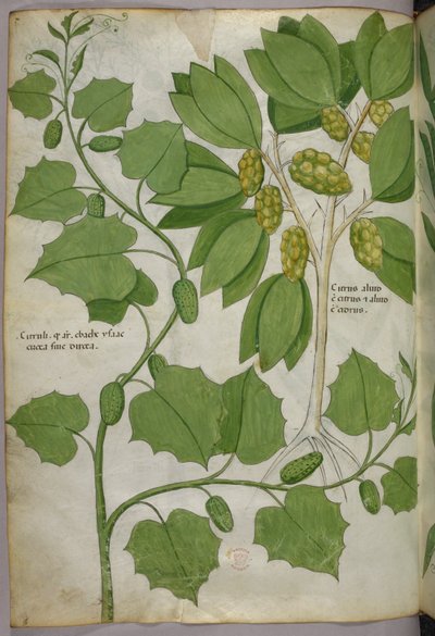 Ilustración botánica, c.1440 (tinta y color sobre vitela) de Italian School