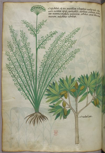 Ilustración botánica, c.1440 (tinta y color sobre vitela) de Italian School