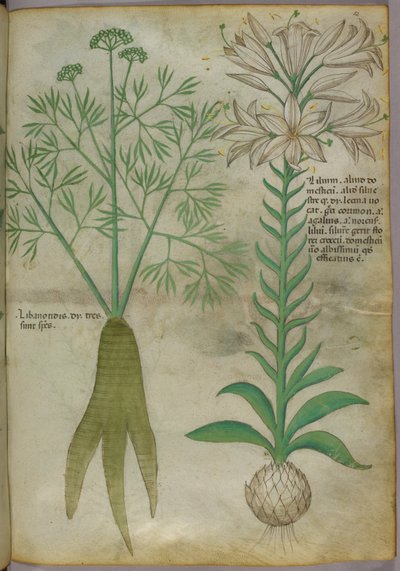 Ilustración botánica, c.1440 (tinta y color sobre vitela) de Italian School