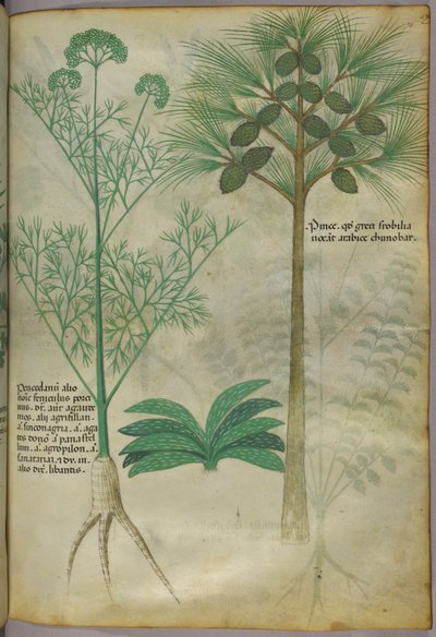 Ilustración botánica, c.1440 (tinta y color sobre vitela) de Italian School