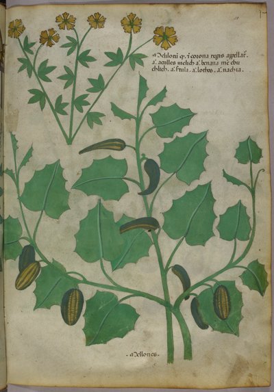 Ilustración botánica, c.1440 (tinta y color sobre vitela) de Italian School