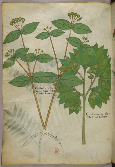 Ilustración botánica, c.1440 (tinta y color sobre vitela) de Italian School