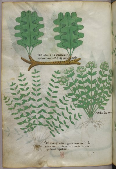 Ilustración botánica, c.1440 (tinta y color sobre vitela) de Italian School