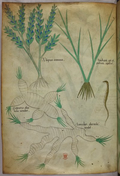 Ilustración botánica, c.1440 (tinta y color sobre vitela) de Italian School