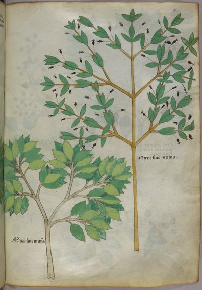 Ilustración botánica, c.1440 (tinta y color sobre vitela) de Italian School