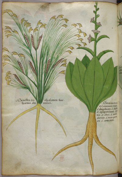 Ilustración botánica, c.1440 (tinta y color sobre vitela) de Italian School