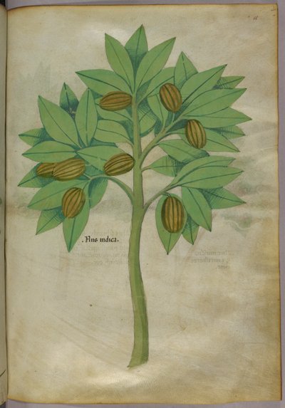 Ilustración botánica, c.1440 (tinta y color sobre vitela) de Italian School