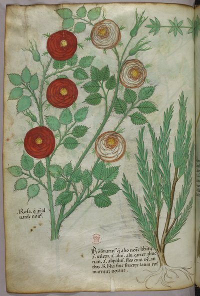Ilustración botánica, c.1440 (tinta y color sobre vitela) de Italian School