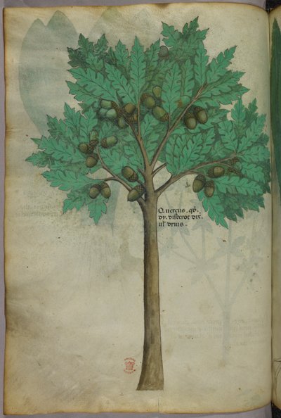 Ilustración botánica de un nogal, c.1440 (tinta y color sobre vitela) de Italian School