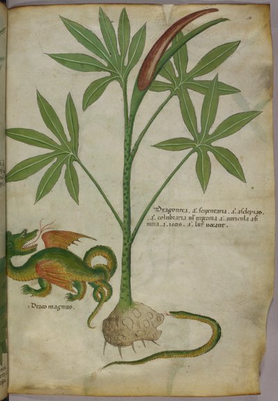 Ilustración botánica de una planta, un dragón y una serpiente, c.1440 (tinta y color sobre vitela) de Italian School