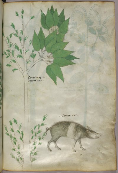 Ilustración botánica de una planta y un jabalí o cerdo, etiquetada "porcina caro", c.1440 (tinta y color sobre vitela) de Italian School