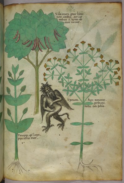 Ilustración botánica de una planta y un demonio; se supone que la hierba Ypericón repele a los demonios, c.1440 (tinta y color sobre vitela). de Italian School