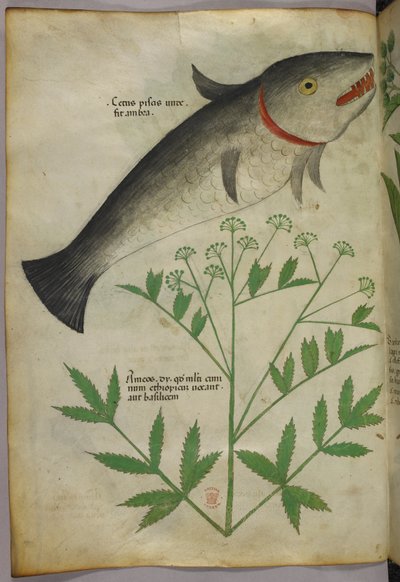Ilustración botánica de una planta y un pez, c.1440 (tinta y color sobre vitela) de Italian School