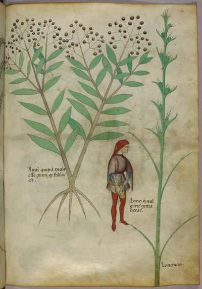 Ilustración botánica de una planta y un hombre orinando en una maceta, c.1440 (tinta y color sobre papel) de Italian School