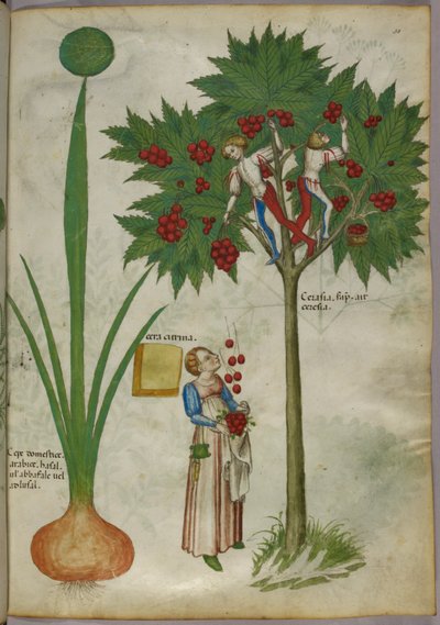 Ilustración botánica de una planta y unos niños de pie en las ramas de un árbol frutal recogiendo fruta y tirándosela a una mujer de pie debajo, c.1440 (tinta y color sobre vitela) de Italian School
