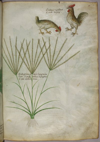 Ilustración botánica de una planta y dos gallos, c.1440 (tinta y color sobre vitela) de Italian School