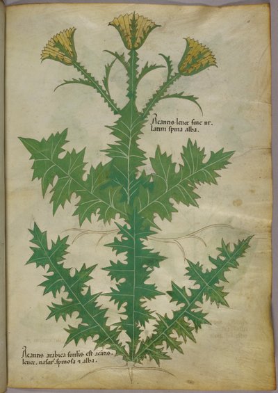 Ilustración botánica de una planta, c.1440 (tinta y color sobre vitela) de Italian School