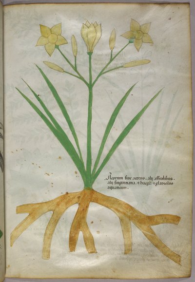 Ilustración botánica de una planta, c.1440 (tinta y color sobre vitela) de Italian School