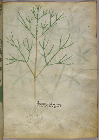 Ilustración botánica de una planta, c.1440 (tinta y color sobre vitela) de Italian School