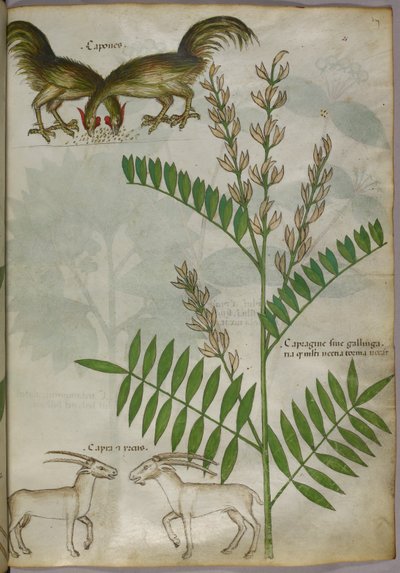 Ilustración botánica de una planta, dos cabras y dos pájaros, c.1440 (tinta y color sobre vitela) de Italian School