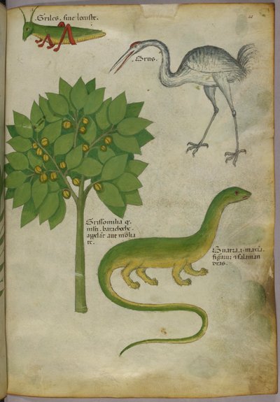 Ilustración botánica de una planta, con un grillo, una grulla y una salamandra, c.1440 (tinta y color sobre vitela) de Italian School