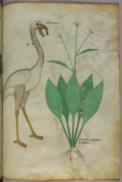Ilustración botánica de una planta con un pájaro parecido a un flamenco, c.1440 (tinta y color sobre vitela) de Italian School