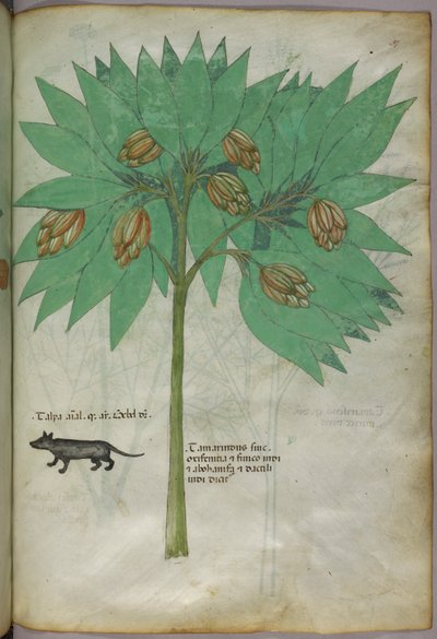 Ilustración botánica de una planta con un animal, c.1440 (tinta y color sobre vitela) de Italian School
