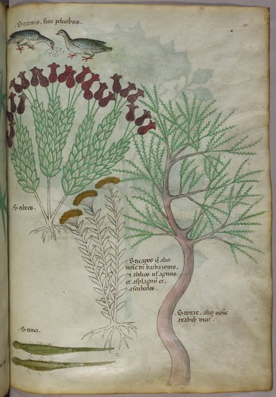 Ilustración botánica de una planta con pájaros e insectos, c.1440 (tinta y color sobre vitela) de Italian School