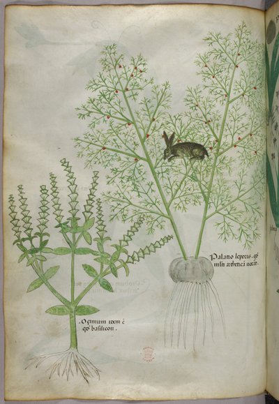 Ilustración botánica de una planta de albahaca dulce [ocimum], y una liebre entre espárragos [palatio leporis], c.1440 (tinta y color sobre vitela) de Italian School