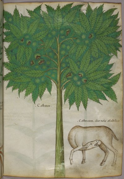 Ilustración botánica de un árbol y un animal, c.1440 (tinta y color sobre vitela) de Italian School