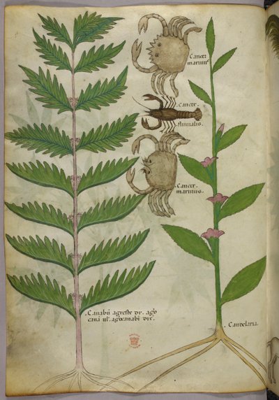 Ilustración botánica de cangrejos y un escorpión, c.1440 (tinta y color sobre vitela) de Italian School