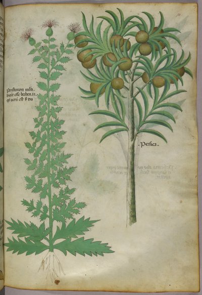 Ilustración botánica de un melonero, c.1440 (tinta y color sobre vitela) de Italian School