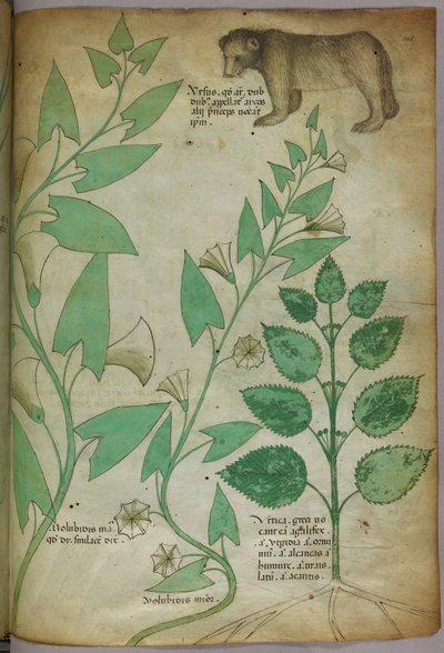 Ilustración botánica de una planta con un oso, c.1440 (tinta y color sobre vitela) de Italian School