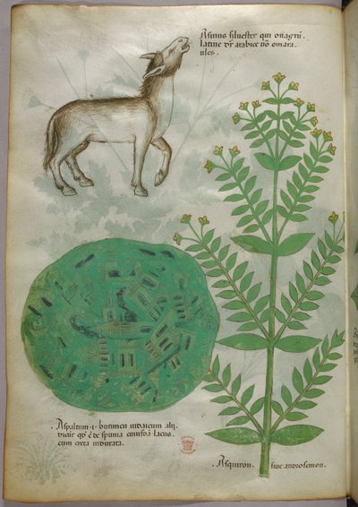 Ilustración botánica de planta con caballo, c.1440 (tinta y color sobre vitela) de Italian School