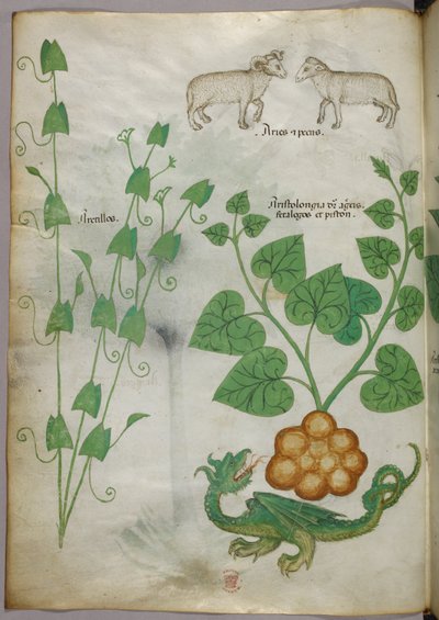 Ilustración botánica de plantas, un dragón y ovejas, c.1440 (tinta y color sobre vitela) de Italian School