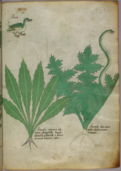 Ilustración botánica de plantas, una serpiente y un pato, c.1440 (tinta y color sobre vitela) de Italian School