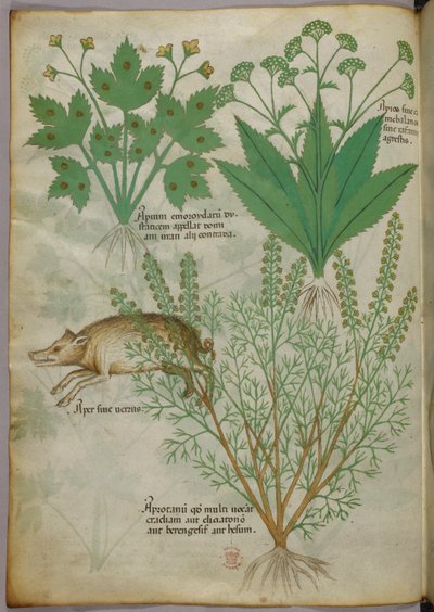 Ilustración botánica de plantas y un jabalí, c.1440 (tinta y color sobre vitela) de Italian School