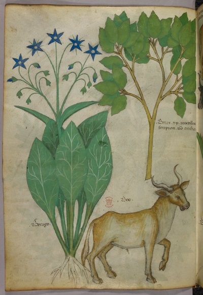 Ilustración botánica de plantas y un toro, c.1440 (tinta y color sobre vitela) de Italian School