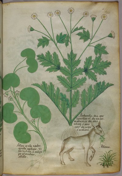 Ilustración botánica de plantas y un asno, c.1440 (tinta y color sobre vitela) de Italian School