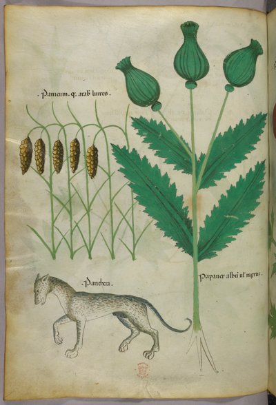 Ilustración botánica de plantas y una pantera, c.1440 (tinta y color sobre vitela) de Italian School