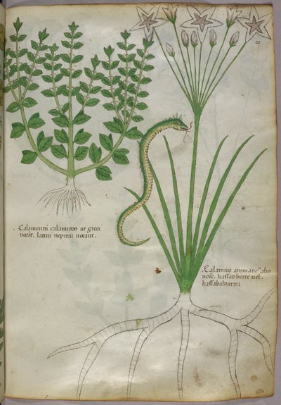 Ilustración botánica de plantas y una serpiente, c.1440 (tinta y color sobre vitela) de Italian School