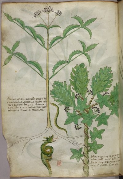 Ilustración botánica de plantas y una serpiente, c.1440 (tinta y color sobre vitela) de Italian School