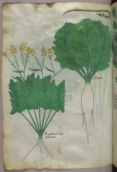 Ilustración botánica de plantas y una serpiente, c.1440 (tinta y color sobre vitela) de Italian School